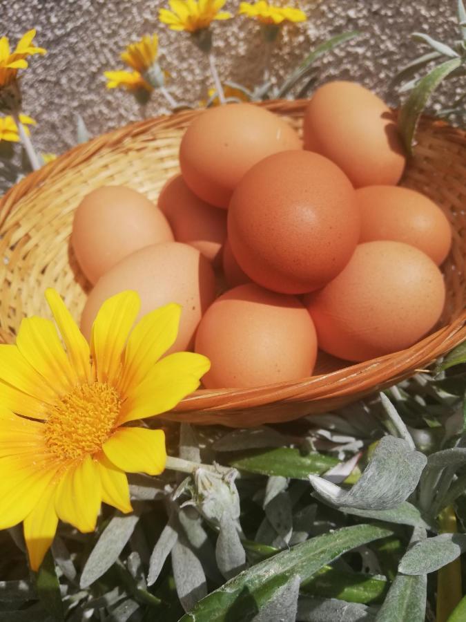 Kaizer Agrotourism Pensionat Amargeti Eksteriør billede